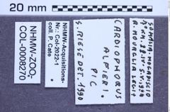 Etiketten zu Cardiophorus alfierii (Pic, 1931) (NHMW-ZOO-COL-0008270)